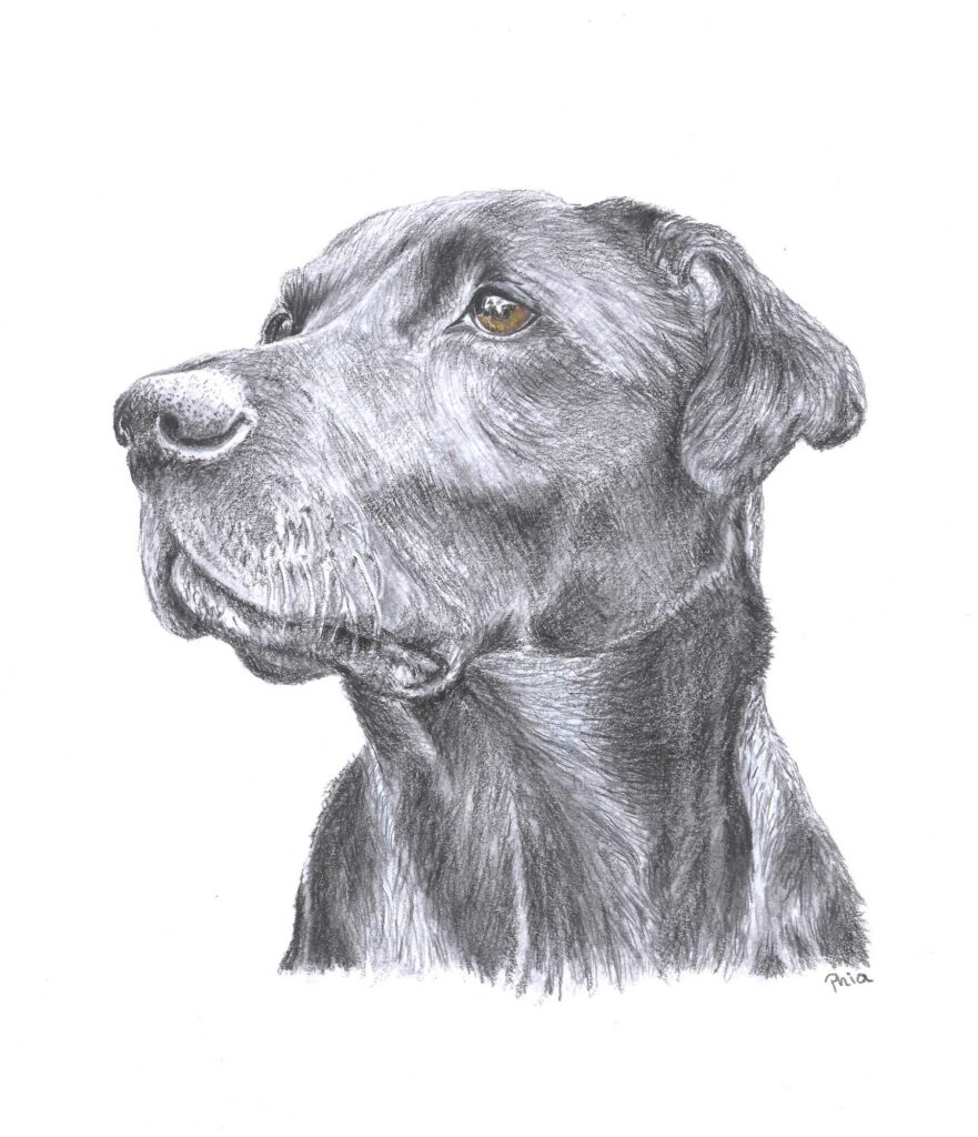 A black and white pet portrait of a Labrador, head and shoulders.