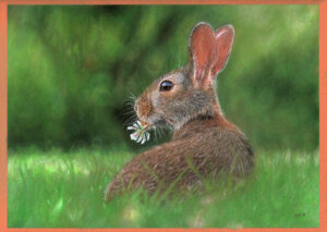 Wildlife Clover