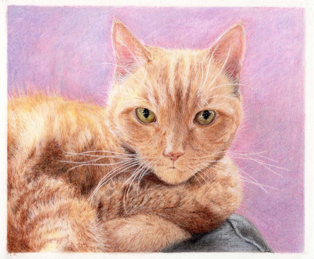 Pet portraits - a ginger cat with intent yellow green eyes on a purple background